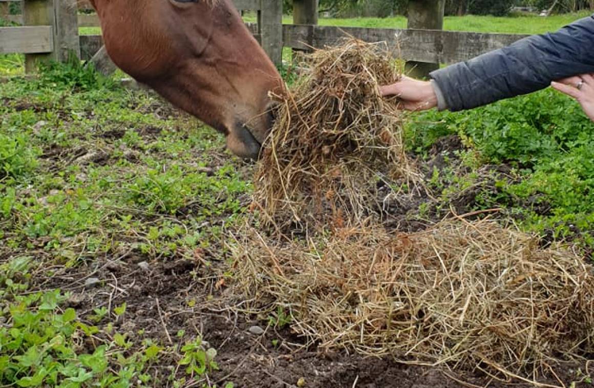 Rodney Animal Rescue – Keeping Warm and Dry this Winter