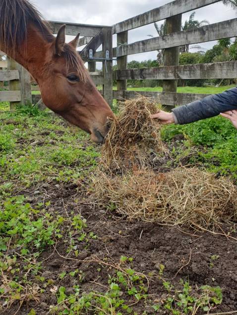 Rodney Animal Rescue – Keeping Warm and Dry this Winter