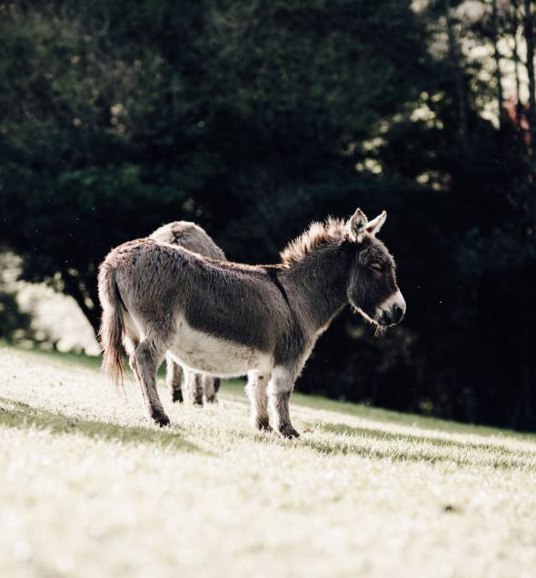 Fossil Creek Farm – It hugs you!