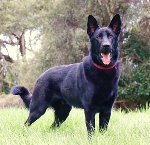 ‘Man’s best friend’ could be the key to detecting cancer early
