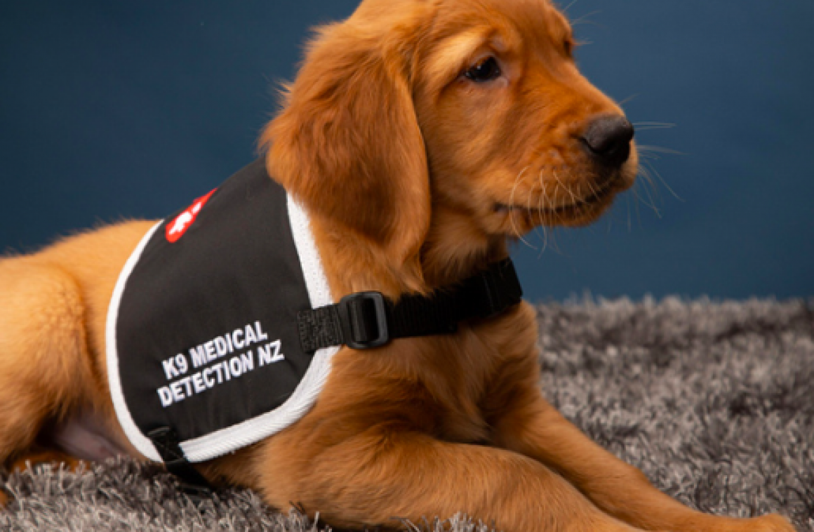 Lindsay Foundation Partners with K9MD to take on a second killer cancer