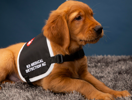 Lindsay Foundation Partners with K9MD to take on a second killer cancer