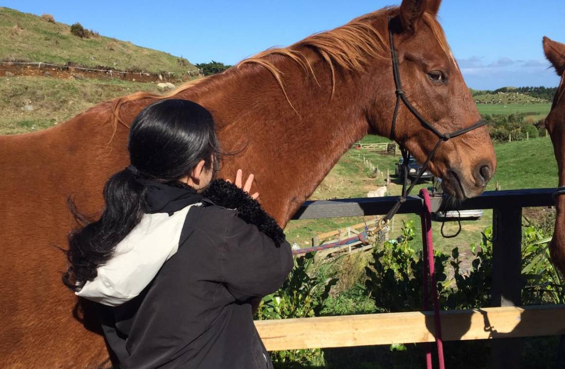 Horses Helping Humans Taranaki