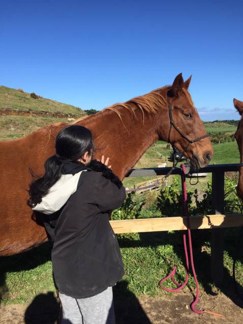 Horses Helping Humans Taranaki